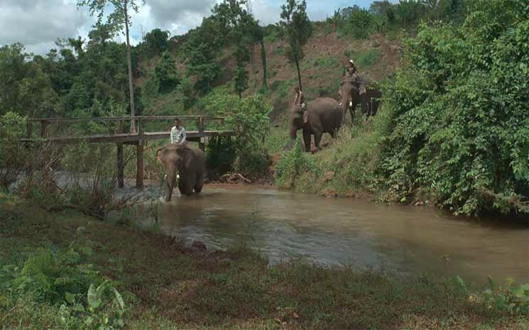 elephants du Cambodge