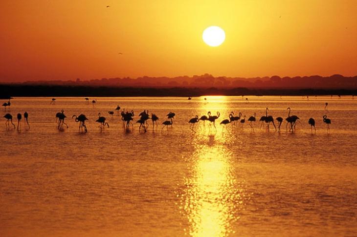 Parc de La Doñana, Andalousie 