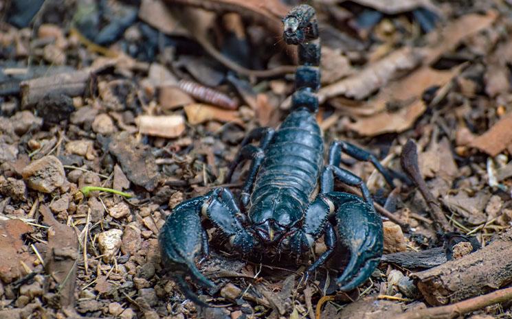 Scorpion-noir-Thailande