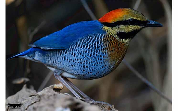 oiseaux du Cambodge