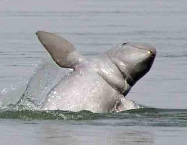 Dauphins du Mékong, source Wikipédia