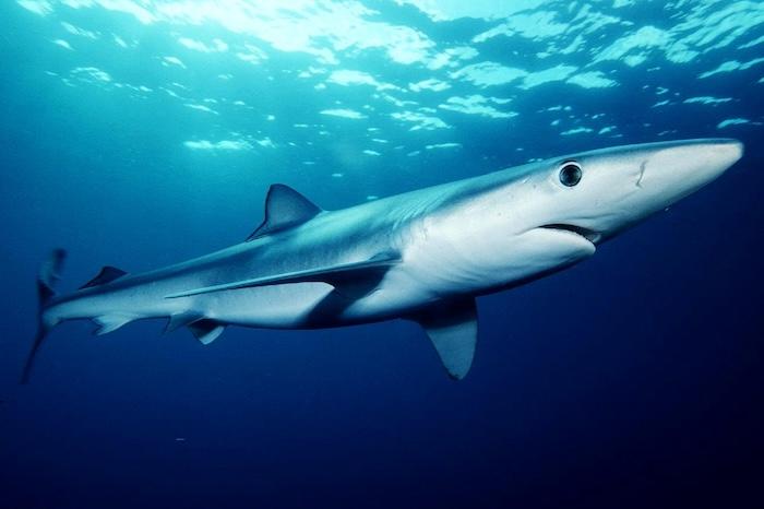 Requin bleu en Espagne