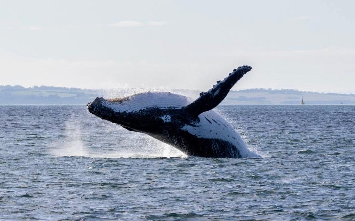 Une baleine observée près des côtes de Phillip Island, en Juillet 2024