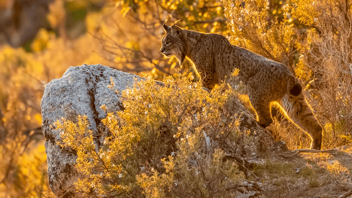 lynx iberique_MITECO