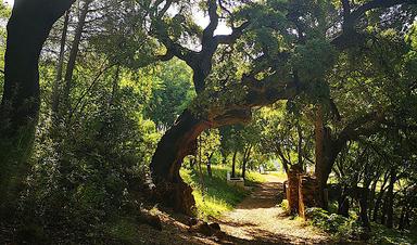 Sentier de randonnée entre Alájar et la Peña Arias Montano, Huelva.    https://www.juntadeandalucia.es