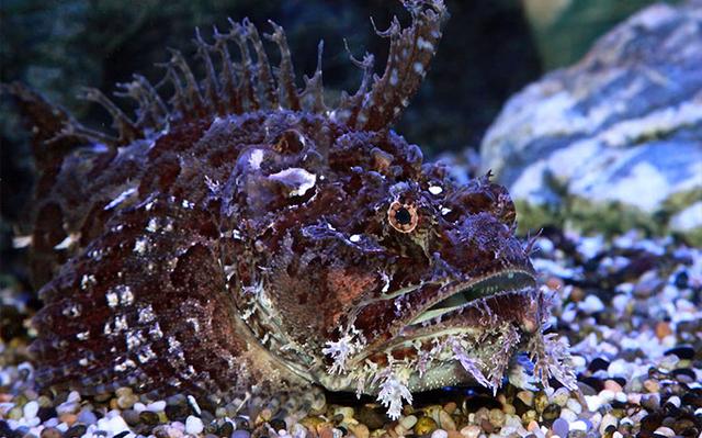 Poisson pierre Thailande