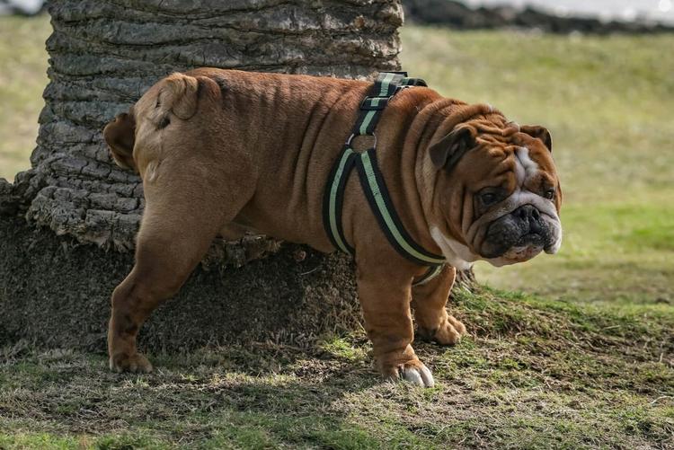 un chien en train de faire ses besoins dans la rue a Barcelone