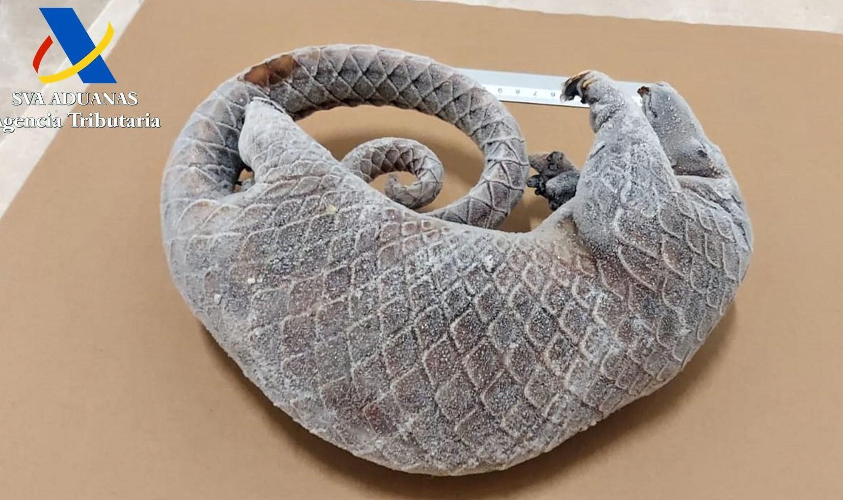 un pangolin mort a valencia