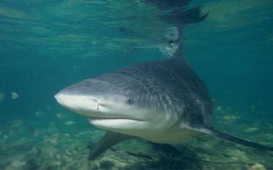 Requin-bouledogue-Thailande