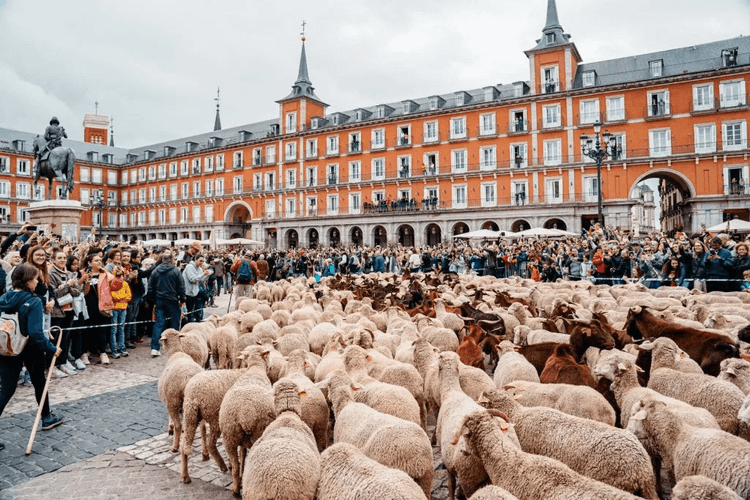 des moutons a madrid