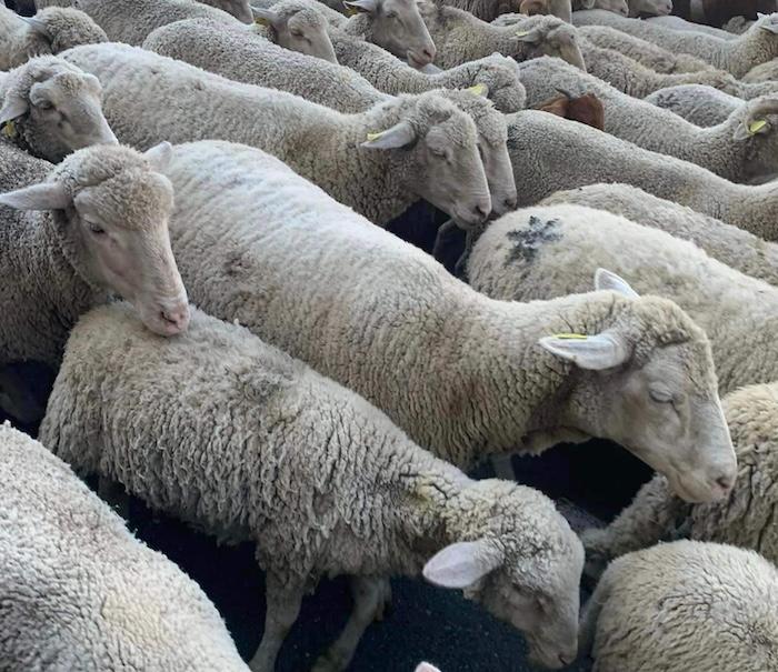 moutons à madrid