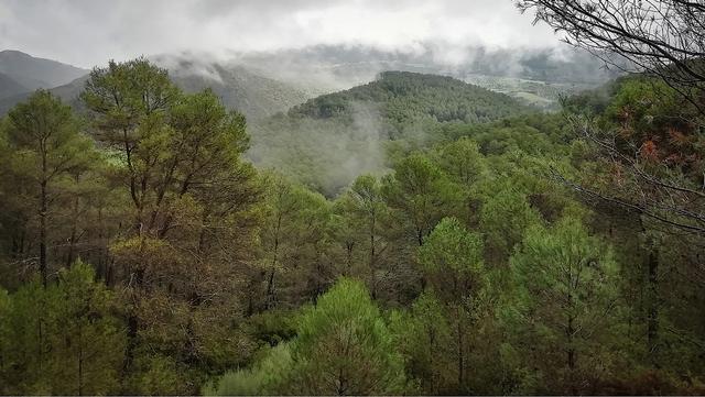 L'Andalousie sera une référence et un leader en Espagne en matière de compensation des émissions de CO2