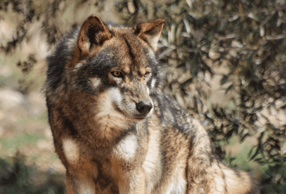 loup iberique