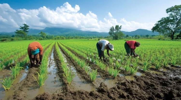 Culture du riz