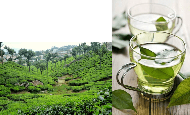 Culture de thé du Nilgiri. Photo : Tradeindia.com