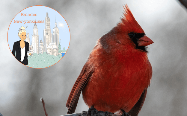 cardinal rouge aux états-unis balades new-yorkaises