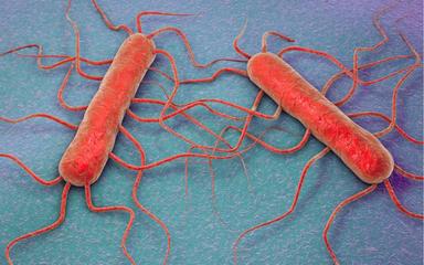Listeria monocytogenes