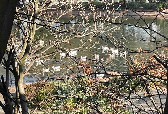 Oies au Zoo Lake Johannesburg