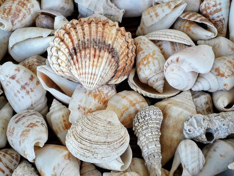 des coquillages