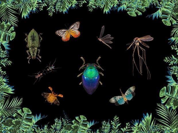 Exhibition Insectes_2.j