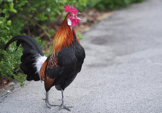 Un coq sauvage de Singapour reconnaissable à ses pattes grises et son plumage luisant