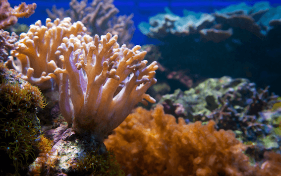 Des coraux dans l'océan