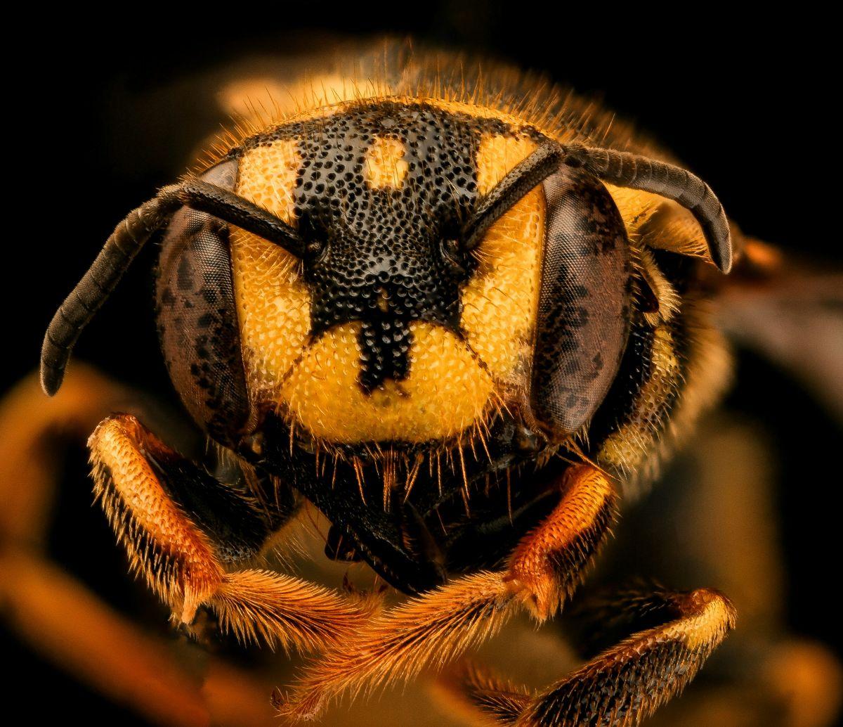 ABEJA