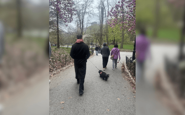 Homme de dos promène son chien New York parc