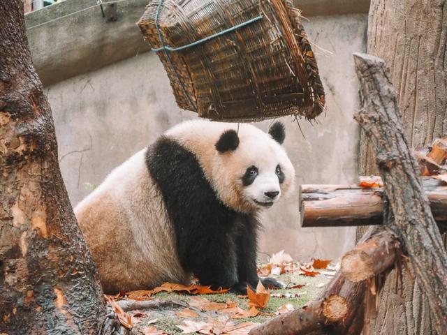 Panda géant de Chine