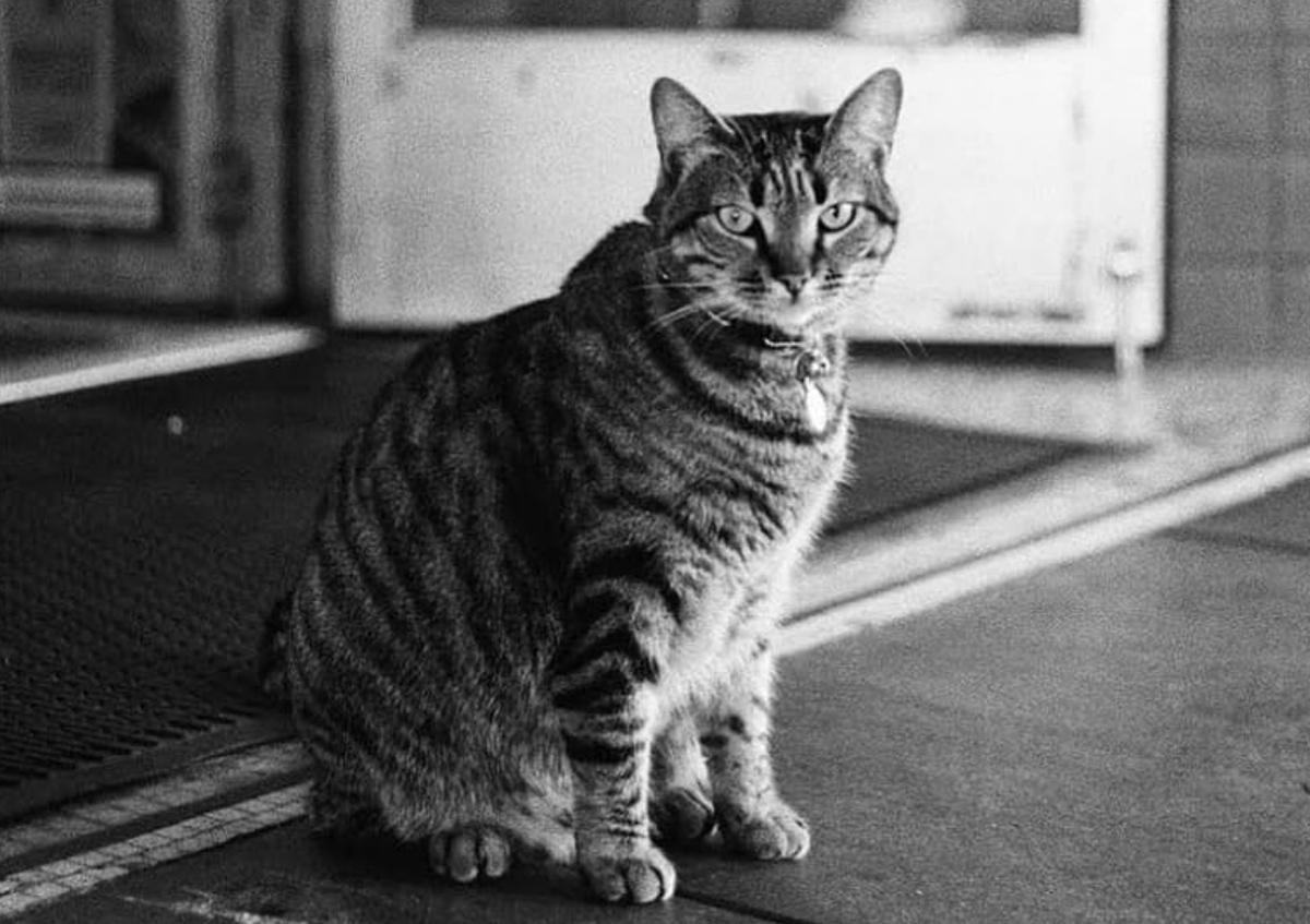 Le chat KitKat à San Francisco