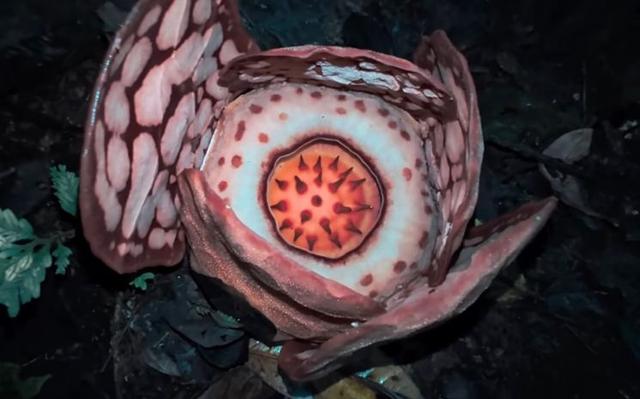 Rafflesia