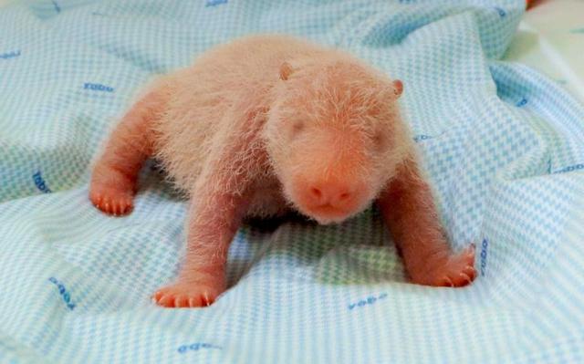 Bébé-Panda