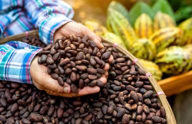 Mains tenant des fèves de cacao