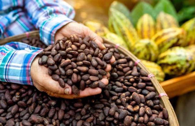 Mains tenant des fèves de cacao