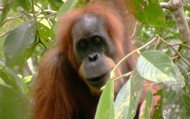 LPJ-Orang-Utan