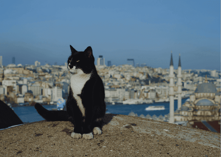 Chat noir et blanc assis face au Bosphore avec les minarets d’Istanbul en arrière-plan