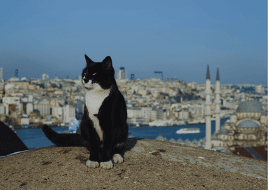 Chat noir et blanc assis face au Bosphore avec les minarets d’Istanbul en arrière-plan