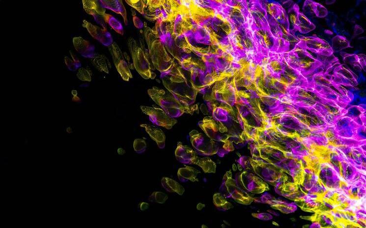 Lumières fluorescentes violette et jaune sur fond noir