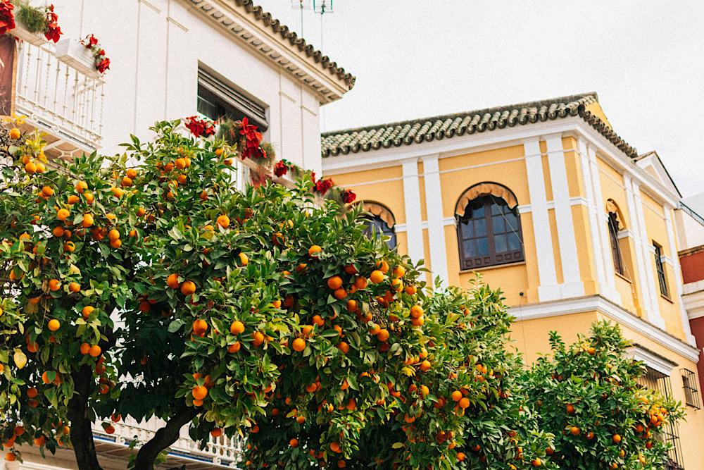 Orangers à Séville (Photo de Pille R. Priske sur Unsplash)