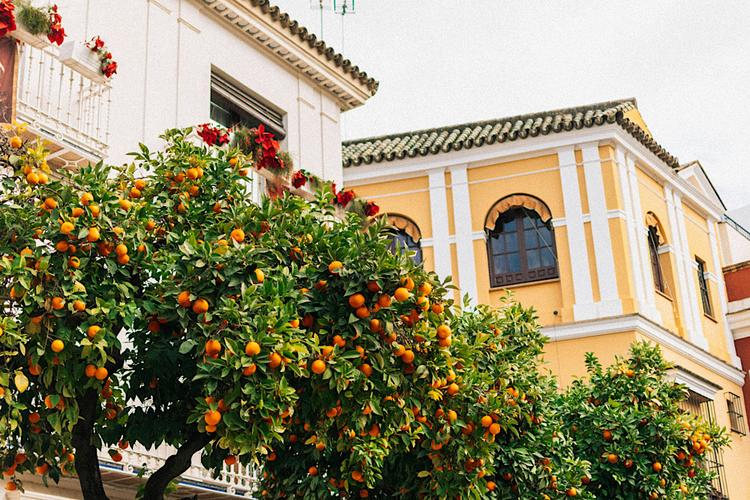 Orangers à Séville (Photo de Pille R. Priske sur Unsplash)