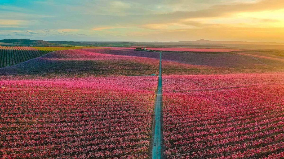 Champ à perte de vue de Pêchers roses en Espagne