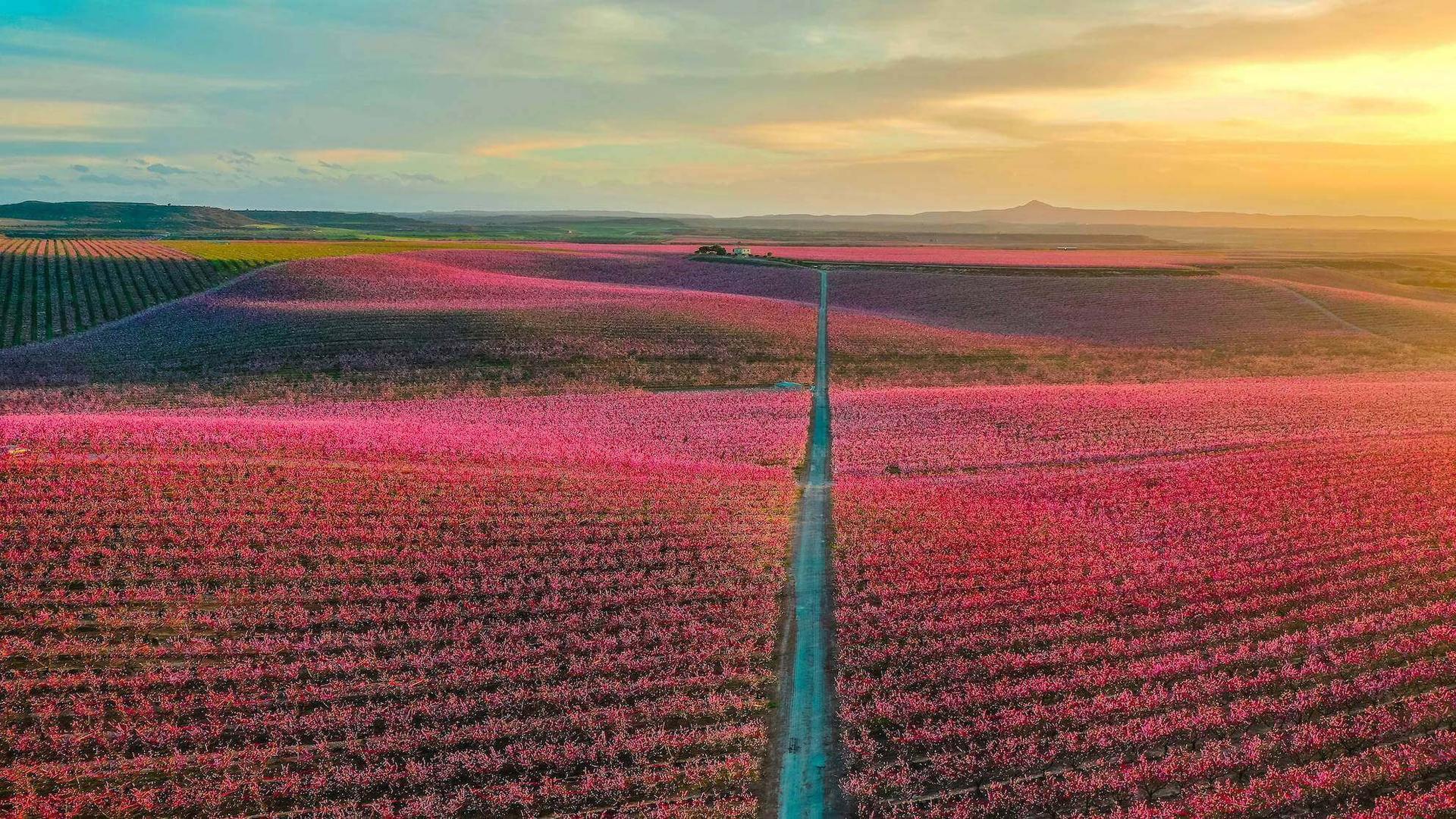 Champ à perte de vue de Pêchers roses en Espagne