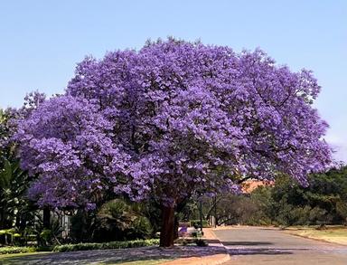jacaranda en fleurs en Afrique du Sud
