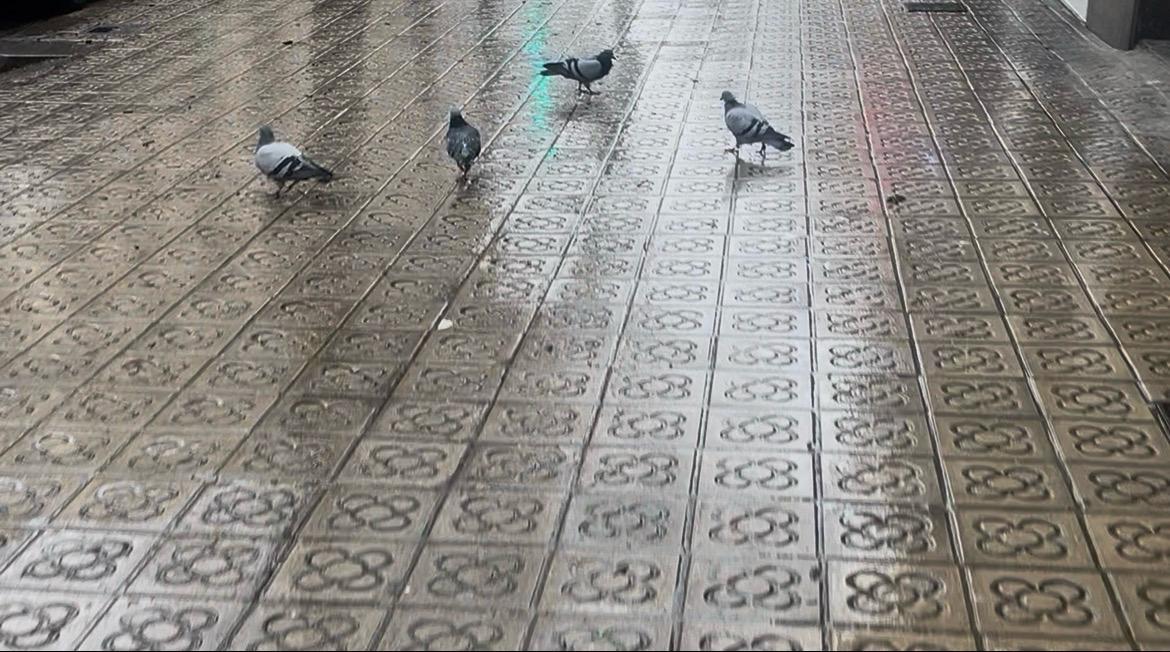 Photo de pavés ayant la fleur du panot inscrite dessus 