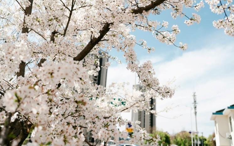 Cherry Blossom_jerry-wang