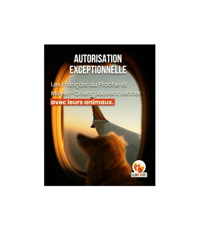 Un petit chien regarde par le hublot d’un avion au coucher du soleil. Illustration d’une autorisation exceptionnelle permettant aux Français vivant au Proche-Orient et au Moyen-Orient de rentrer en France avec leurs chiens et chats malgré des formalités sanitaires européennes incomplètes.  Crédit photo :LLDA / La Ligue de Défense des Animaux.