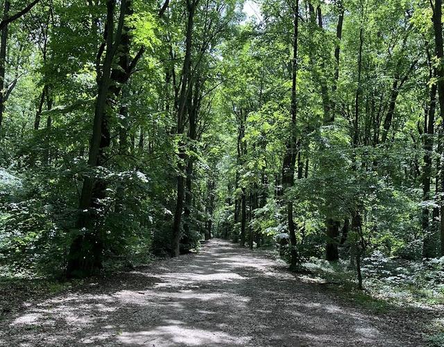 foret baneasa bucarest