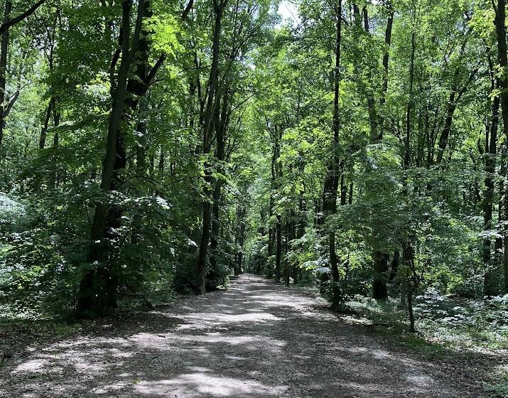 foret baneasa bucarest