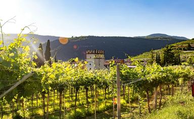 vignes_valopolicella