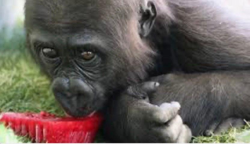 Singe mange fruit glacé